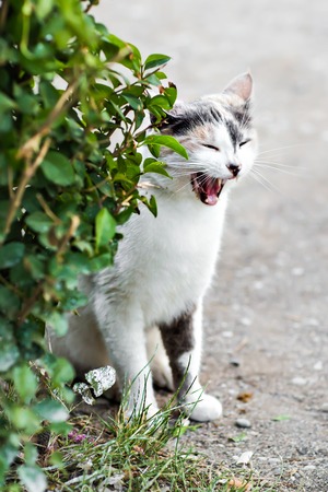 funny cat yawning mouth full on the streetの写真素材