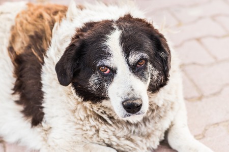 Old homeless dog with sad red eyesの写真素材