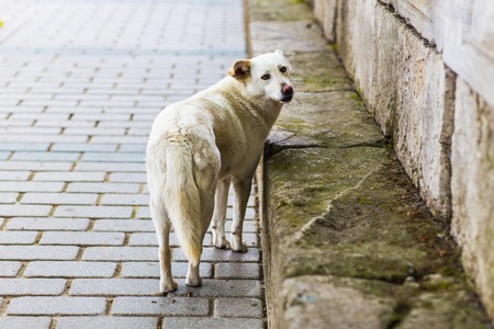 Homeless sad dog walking down the streetの写真素材