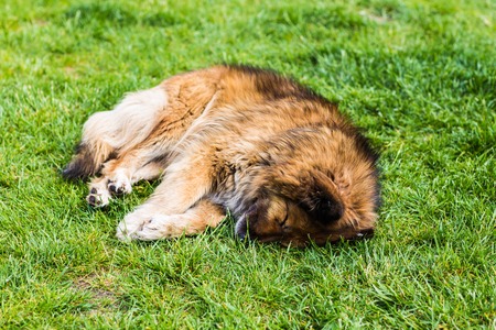 Homeless dog  on the street to Istanbulの写真素材