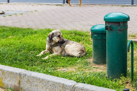 Homeless dog  on the street to Istanbulの写真素材
