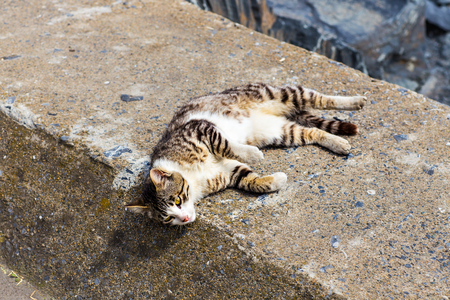 Cute cat on the beach in Istanbulの写真素材