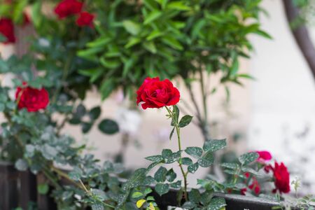 beautiful roses in the garden, growing rosesの写真素材