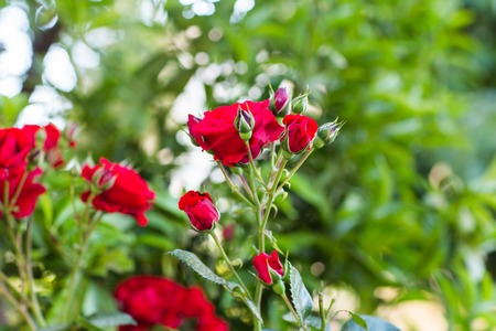 beautiful roses in the garden, growing rosesの写真素材