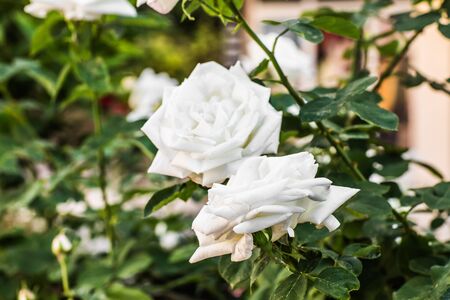 beautiful roses in the garden, growing rosesの写真素材