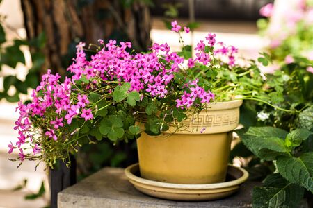 Beautiful pink flower in antiques beige  potの写真素材
