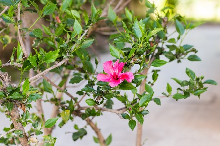 Beautiful red hibiscus flower   on a bushの写真素材
