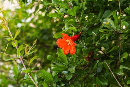 Beautiful red hibiscus flower   on a bushの写真素材