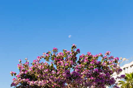 white and pink flowering Cherry and blue skyの写真素材