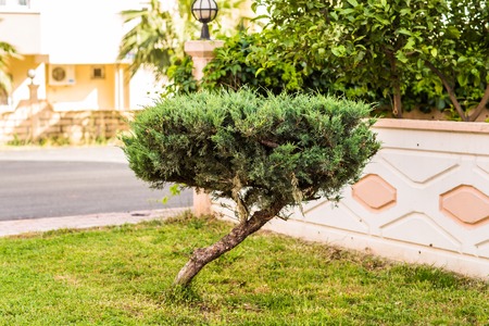 Lonely crooked  tree in a town in Turkeyの写真素材