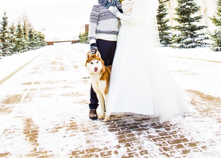 Husky dog  playing with  man and  womanの写真素材
