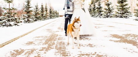 Husky dog  playing with  man and  womanの写真素材