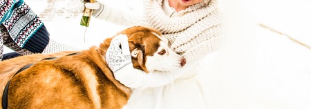 Husky dog  playing with  man and  womanの写真素材