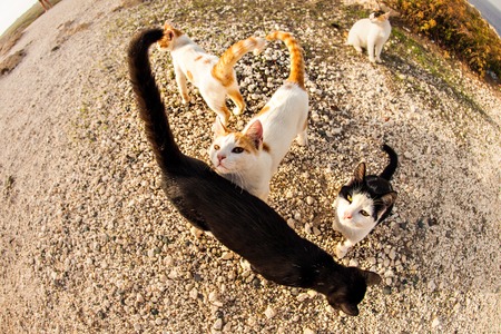 Cats on the street, funny beautiful catsの写真素材