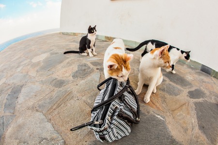 Cats on the street, funny beautiful catsの写真素材