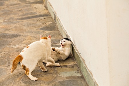 Cats on the street, funny beautiful catsの写真素材
