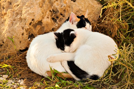 two cute cat sleeping on the grassの写真素材