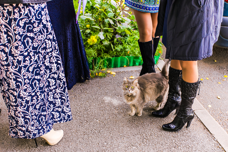 Stray fluffy cat walks near the peopleの写真素材