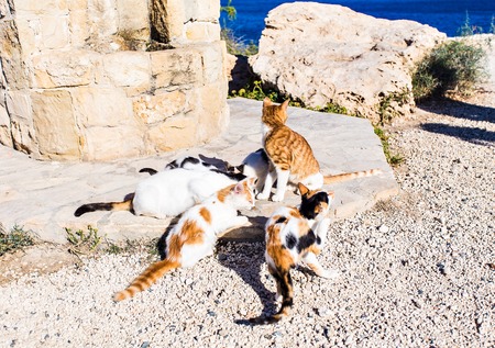 A Group of Alley Cats Happily Enjoy Cat Food Feed by Touristsの写真素材