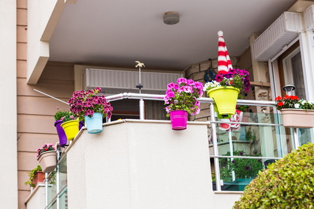 flower in potの写真素材