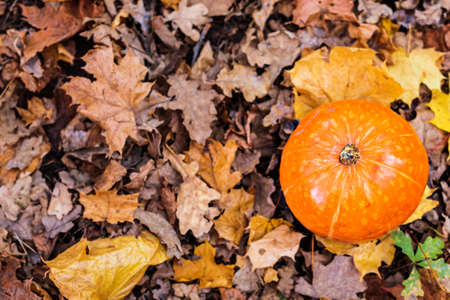 Close up of halloween pumpkin on leaves.の写真素材