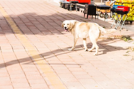Homeless and hungry dog abandoned on the streetsの写真素材