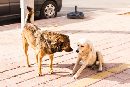 two friendly  homeless dogs on the roadの写真素材