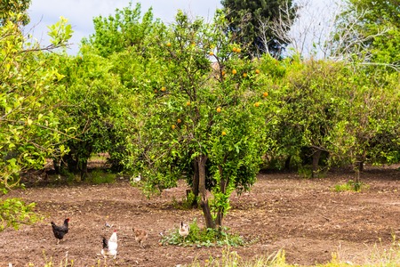 orange trees with fruits on the gardenの写真素材