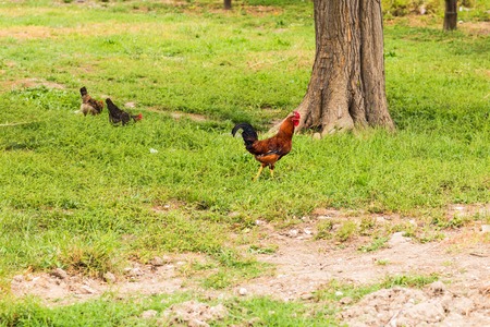 Beautiful Rooster with hens  on nature backgroundの写真素材