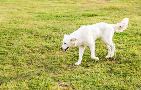 homeless dog on the street. White dogの写真素材