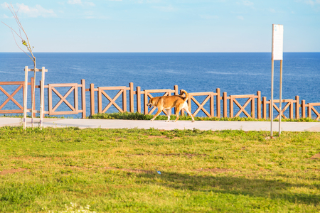 dog on the street. dog  running along the seaの写真素材