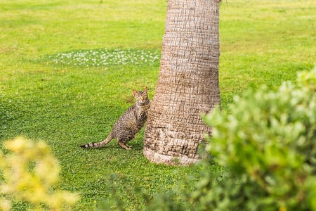 Cat outdoors. Cute  cat with palm treeの写真素材