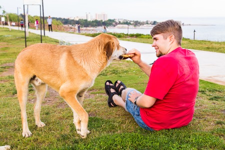 feeding homeless dog. Man and dog on the lawn