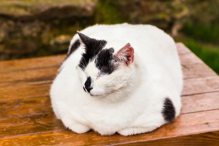 white fat cat sitting with eyes closedの写真素材