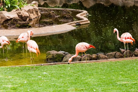 Group of pink flamingos in green  parkの写真素材