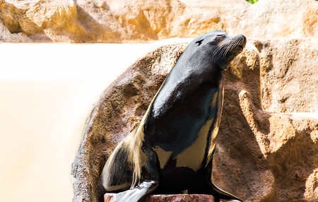Sea Lionsea lion at the zoo. sea lion sitting on a logの写真素材