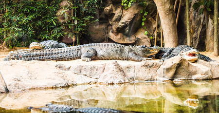 Crocodile lying at the zoo. Big alligatorの写真素材