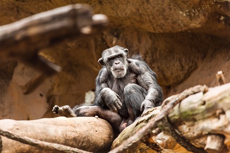 Chimpanzee in the zoo. monkey sits on a logの写真素材
