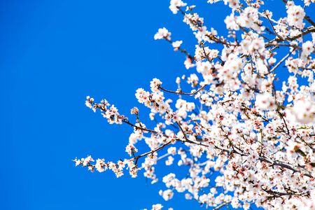 beautiful almond blossoms, blue sky. Detail of branch and almond flowers in spring.の写真素材