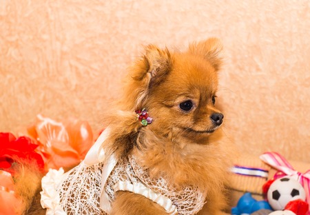 cute and funny puppy Pomeranian smiling on orange background.の写真素材