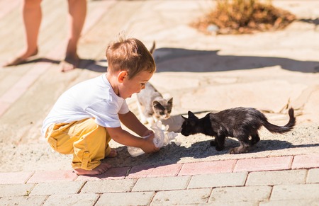 Cute lovely boy with kitten in a park.の写真素材