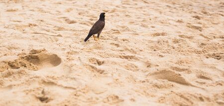 Hill Myna on the beach. Bird standing on the sandの写真素材