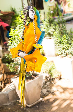 Scarlet Macaw, Ara macao parrot. Colourfull parrotの写真素材