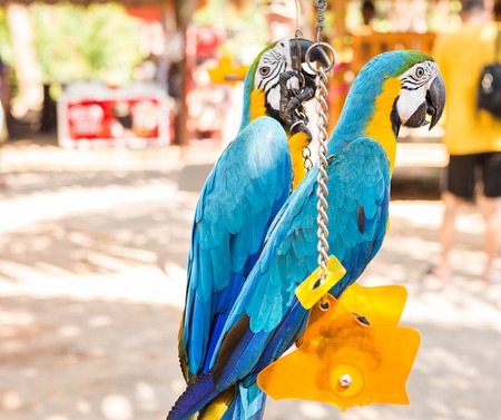 Scarlet Macaw, Ara macao parrot. Colourfull parrotの写真素材