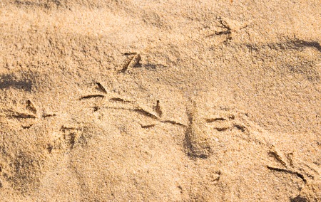 a lot of tracks on a sand of the beach