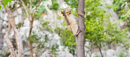 Cute monkeys
A cute monkey lives in a natural forest of Thailand.