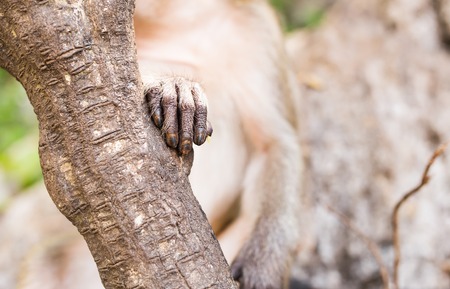 Monkey hand fingers. Funny monkey in green forestの写真素材