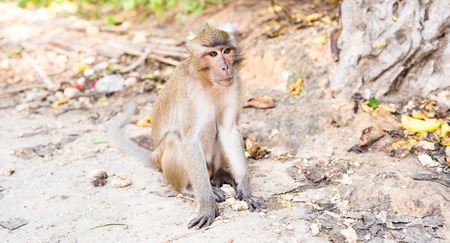 Cute monkeys
A cute monkey lives in a natural forest of Thailand.の写真素材