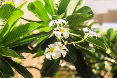 Closeup beautiful white frangipani or plumeria on tree.の写真素材