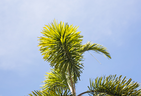 branches of coconut palms under blue sky.の写真素材